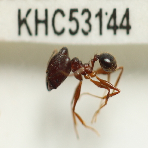  (Pheidole plagiaria - YB-KHC53144)  @11 [ ] No Rights Reserved  Unspecified Unspecified