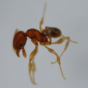  (Pheidole ADE2210 - YB-KHC53151)  @13 [ ] No Rights Reserved  Unspecified Unspecified