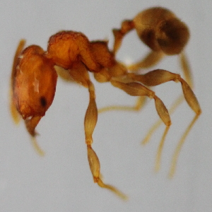  (Pheidole sp. 14MKC - YB-KHC53163)  @11 [ ] No Rights Reserved  Unspecified Unspecified