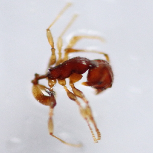  (Pheidole sp. 6MKC - YB-KHC53191)  @11 [ ] No Rights Reserved  Unspecified Unspecified