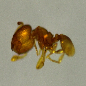  (Oligomyrmex sp2 - YB-KHC53200)  @11 [ ] No Rights Reserved  Unspecified Unspecified