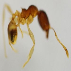  (Pheidole ADC9971 - YB-KHC53201)  @12 [ ] No Rights Reserved  Unspecified Unspecified