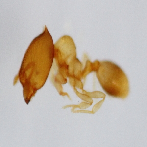  (Pheidole ADE3051 - YB-KHC53218)  @14 [ ] No Rights Reserved  Unspecified Unspecified
