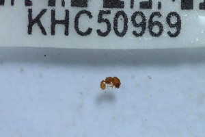  (Oligomyrmex sp. 1MKC - YB-KHC50969)  @11 [ ] No Rights Reserved  Unspecified Unspecified