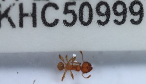  (Pheidole ADC9280 - YB-KHC50999)  @12 [ ] No Rights Reserved  Unspecified Unspecified