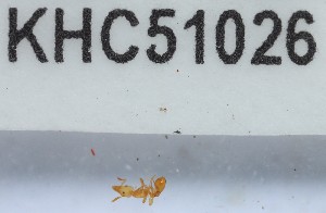 (Strumigenys sp. 2MKC - YB-KHC51026)  @11 [ ] No Rights Reserved  Unspecified Unspecified