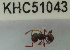  (Pristomyrmex sp. 6MKC - YB-KHC51043)  @11 [ ] No Rights Reserved  Unspecified Unspecified