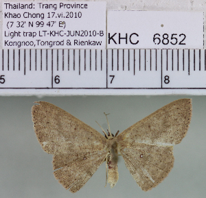 (Perixera sp. 1MKC - YB-KHC6852)  @13 [ ] No Rights Reserved  Unspecified Unspecified