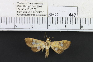  (Nosophora sp. 1MKC - YB-KHC447)  @12 [ ] No Rights Reserved  Unspecified Unspecified