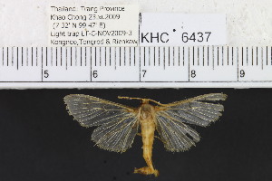  (Herpetogramma sp. 1MKC - YB-KHC6437)  @13 [ ] No Rights Reserved  Unspecified Unspecified