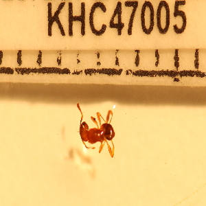  (Tetramorium sp. 9MKC - CCDB-201525_F11)  @11 [ ] No Rights Reserved  Unspecified Unspecified