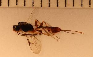  (Pristomerus sp. 11MKC - wyy150514_C08)  @12 [ ] No Rights Reserved  Unspecified Unspecified