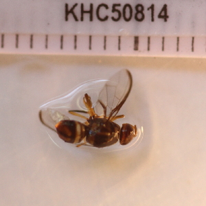  (Bactrocera sp. 210 MKC - KHC-001_C04)  @11 [ ] No Rights Reserved  Unspecified Unspecified