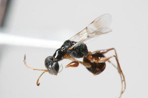  (Dryinus hova - 08760-DryD2)  @11 [ ] Copyright (2011) RS Copeland Unspecified