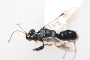  ( - 08760-DryD4)  @11 [ ] Copyright (2011) RS Copeland Unspecified