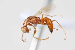  (Dryinus ampuliciformis - 08760-DryD6)  @11 [ ] Copyright (2011) RS Copeland Unspecified