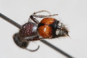  (Trogaspidia sp. 2 - 13738-MutillidB3)  @11 [ ] Copyright (2011) RS Copeland Unspecified