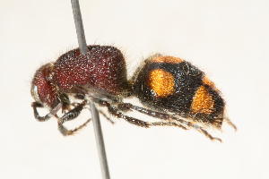  (Trogaspidia sp. 3 - 13738-MutillidB5)  @11 [ ] Copyright (2011) RS Copeland Unspecified