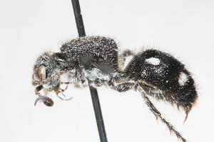  (Trogaspidia sp. 5 - 13738-MutillidB7)  @11 [ ] Copyright (2011) RS Copeland Unspecified