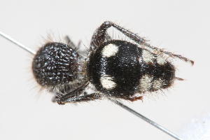  (Trogaspidia sp. 7 - 13738-MutillidB11)  @11 [ ] Copyright (2011) RS Copeland Unspecified