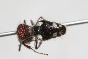  (Trogaspidia sp. 9 - 13738-MutillidC1)  @11 [ ] Copyright (2011) RS Copeland Unspecified
