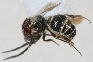  ( - 13708-MutillidH3)  @11 [ ] Copyright (2011) RS Copeland Unspecified