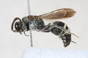  (Paglianotilla sp. 6 - 13709-MutillE7)  @11 [ ] Copyright (2011) RS Copeland Unspecified