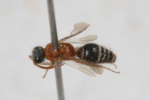  ( - 13709-MutillF10)  @11 [ ] Copyright (2011) RS Copeland Unspecified