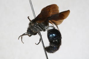  ( - 13709-MutillH4)  @11 [ ] Copyright (2011) RS Copeland Unspecified