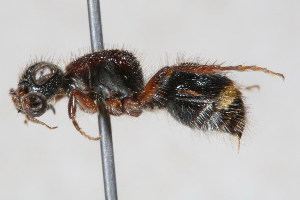  ( - 13710-MutillA6)  @11 [ ] Copyright (2011) RS Copeland Unspecified