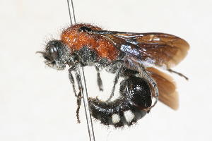  (Lophotilla aspila - 13710-MutillD8)  @11 [ ] Copyright (2011) RS Copeland Unspecified
