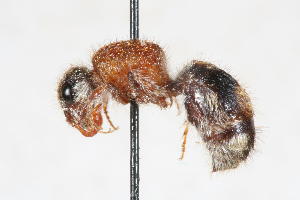  ( - 13712-MutillD2)  @11 [ ] Copyright (2011) RS Copeland Unspecified