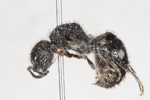  ( - 13712-MutillD3)  @11 [ ] Copyright (2011) RS Copeland Unspecified