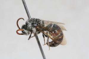  (Ronisia sp. 2 - 13712-MutillD12)  @11 [ ] Copyright (2011) RS Copeland Unspecified
