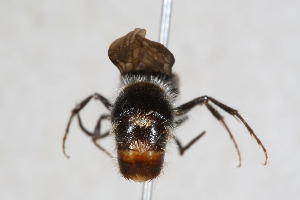  ( - 13712-MutillE4)  @11 [ ] Copyright (2011) RS Copeland Unspecified