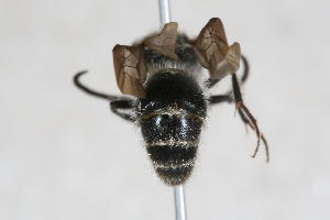  (Ronisia sp. 4 - 13712-MutillE6)  @11 [ ] Copyright (2011) RS Copeland Unspecified