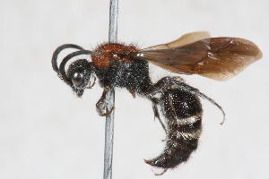  (Ronisia sp. 5 - 13712-MutillE10)  @11 [ ] Copyright (2011) RS Copeland Unspecified