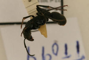  (Paltothyreus tarsatus - TT 099)  @14 [ ] Copyright (2011) NMK National Museums of Kenya