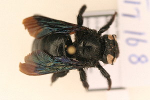 (Xylocopa sp. 1 - TT 168)  @14 [ ] Copyright (2011) NMK National Museums of Kenya