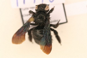  (Xylocopa sp. 4 - TT 178)  @13 [ ] Copyright (2011) NMK National Museums of Kenya