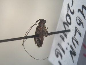  ( - CCDB-30581-H6)  @12 [ ] No Rights Reserved (2017) Elyssa Cameron McGill University