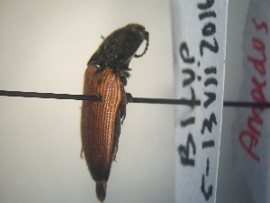  ( - CCDB-30582-C4)  @12 [ ] No Rights Reserved (2017) Elyssa Cameron McGill University