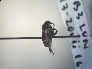  ( - CCDB-30582-F9)  @12 [ ] No Rights Reserved (2017) Elyssa Cameron McGill University