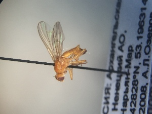  ( - CCDB-23664-B10)  @11 [ ] No Rights Reserved (2038) Elyssa Cameron McGill University