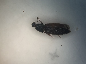  ( - CCDB-23664-C11)  @11 [ ] No Rights Reserved (2051) Elyssa Cameron McGill University