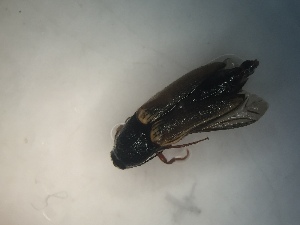  ( - CCDB-23664-G05)  @12 [ ] No Rights Reserved (2093) Elyssa Cameron McGill University