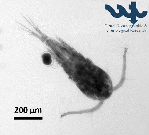  ( - Co2b)  @11 [ ] CC-BY-NC-ND (2013) Ruth N Kaplan-Levy Israel Oceanographic and Limnological Research