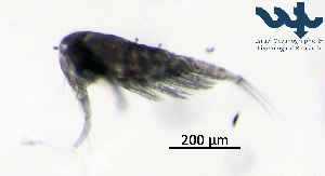  (Thermocyclops dybowskii - Co2d)  @11 [ ] CC-BY-NC-ND (2013) Ruth N Kaplan-Levy Israel Oceanographic and Limnological Research