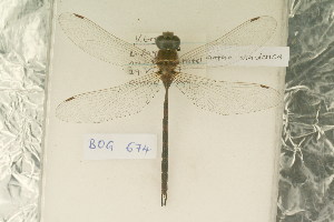  ( - BOG 674)  @11 [ ] Copyright (2011) NMK National Museums of Kenya