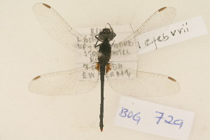  ( - BOG 729)  @11 [ ] Copyright (2011) NMK National Museums of Kenya
